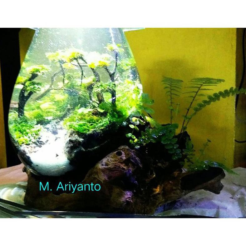 Diskon Ukuran 15 Cm Xl Aquarium Mini Akuarium Cupang Ikan Hias Aquascape Paludarium Akar Kayu Bali