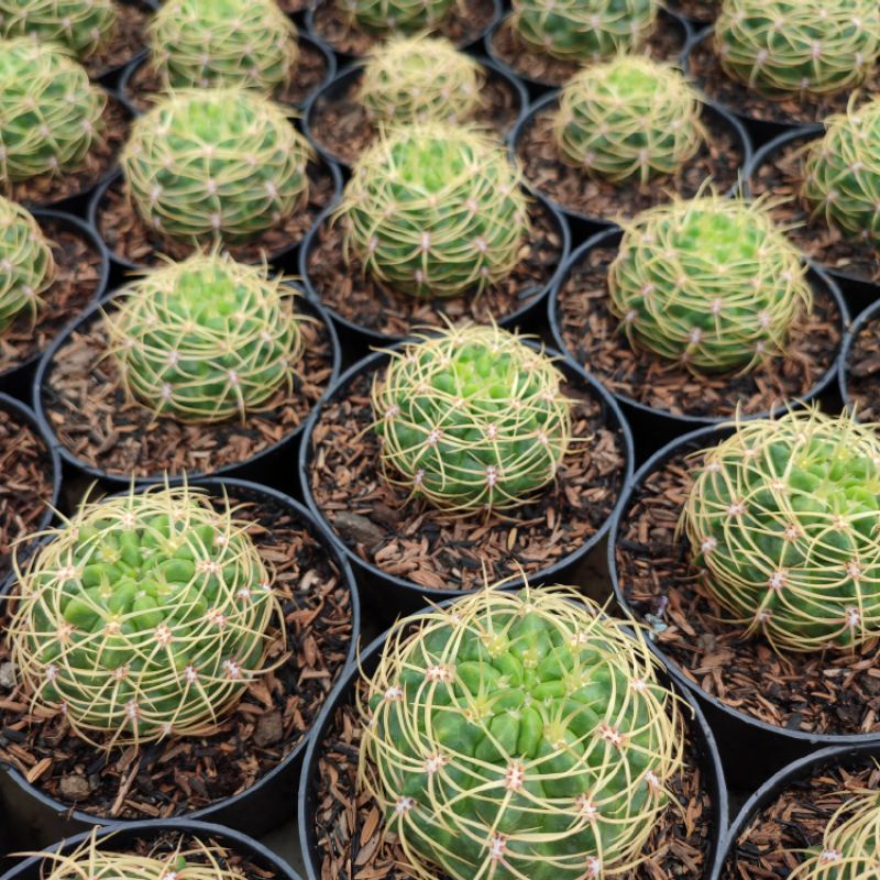 Gymnocalycium Multiflorum  | Kaktus