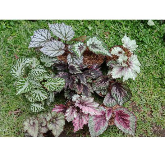 Tanaman Hias Bunga Begonia Besar Indukan-9 Jenis Begonia Indukan