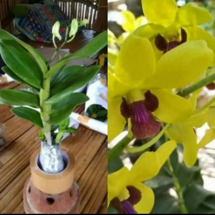 Pohon Anggrek  Kuning Tanaman Hias Anggrek Dendrobium Dewasa dewasa