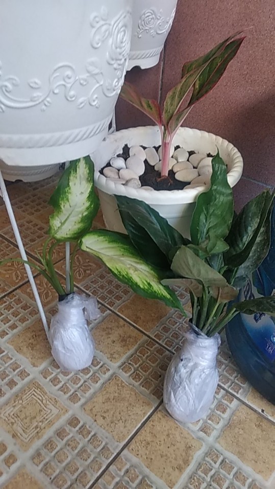 Bibit Tanaman Sepatu Vilum Bangkok Remaja