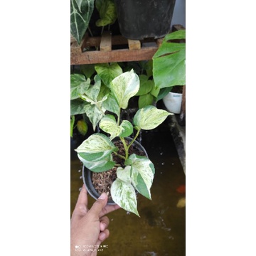 epipremnum manjula/manjula photos/sirih manjula