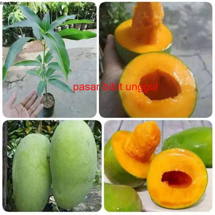 BIBIT Buah Mangga Alpukat-Bibit Tanaman Mangga Alpukat Asli Berkualitas Super_Bibit Mangga Alpukat O