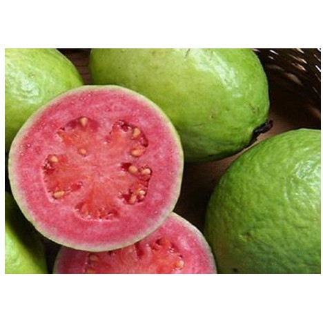 

Jambu Merah 1 kg *READY kirim hari ini*