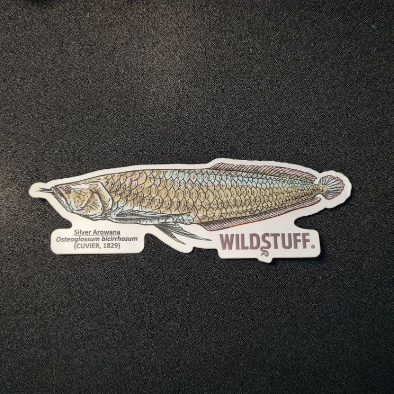 

STIKER IKAN SILVER AROWANA