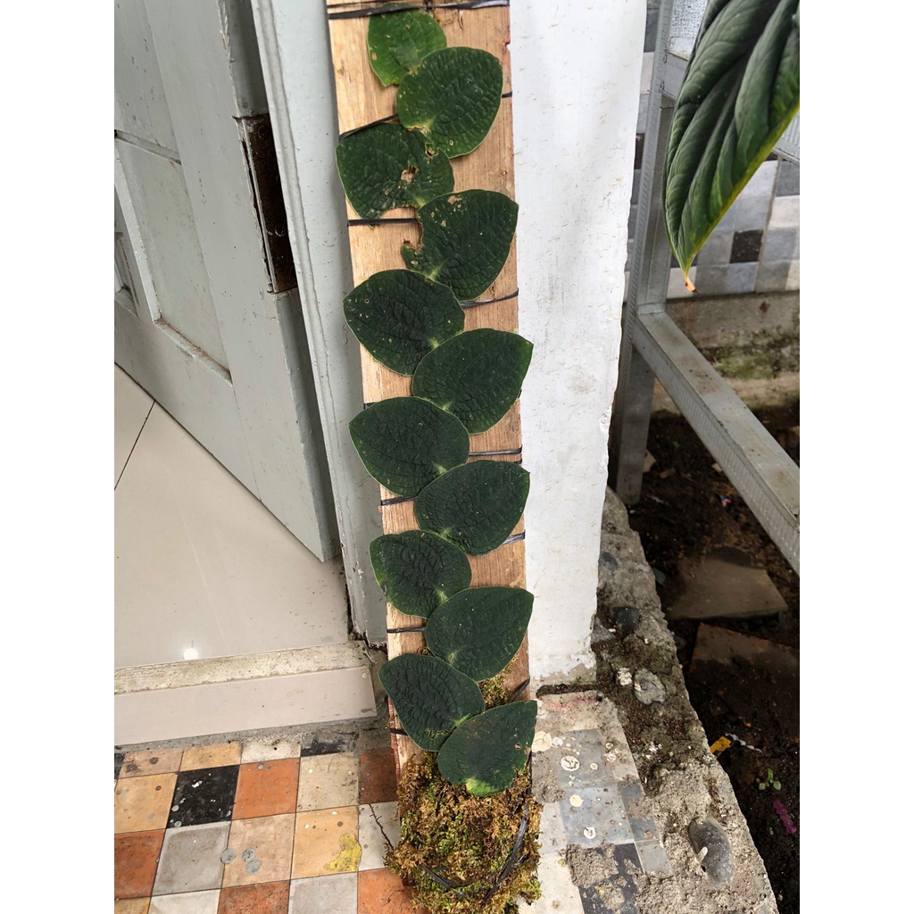 tenuis silver sp kapuas tenuis silver