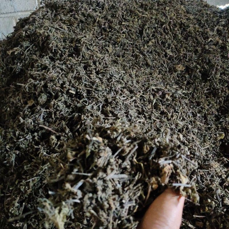 

Cincau Hitam Batang Cacah