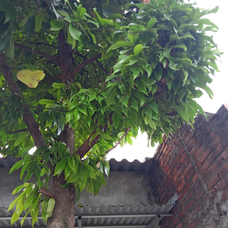 

Daun Jambu Air Segar Langsung Petik Kemasan 500 gram