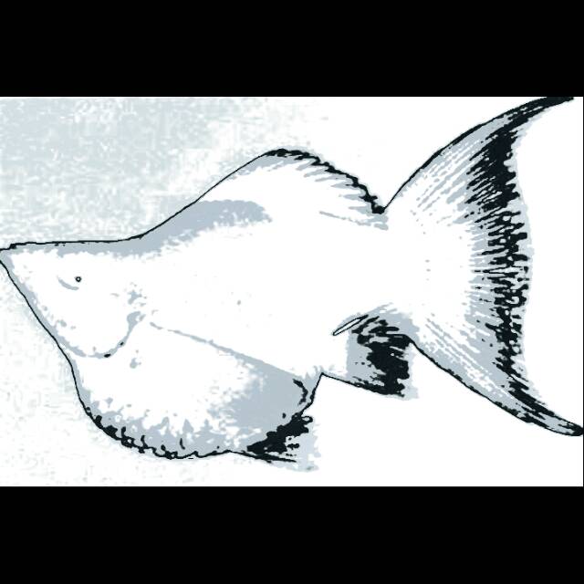 Ikan hias Black molly