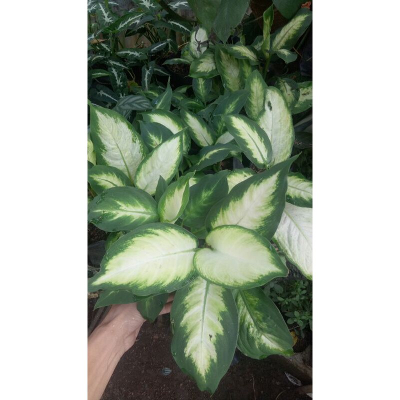 Tanaman hias sri rejeki susu - blanceng susu