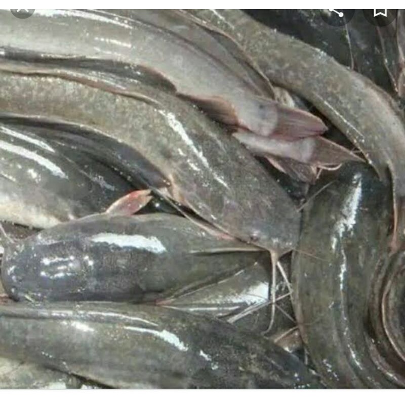 

lele hidup fresh 500grm