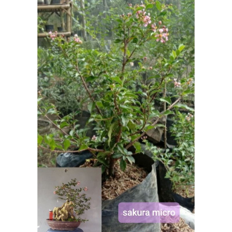 bonsai mame sakura micro / bahan bonsai sakura mikro