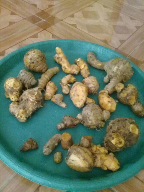 1kg Temulawak Segar Organik Anti Corona Virus Temu Lawak 1kg Temulawak Segar Organik Anti Corona Virus Temu Lawak