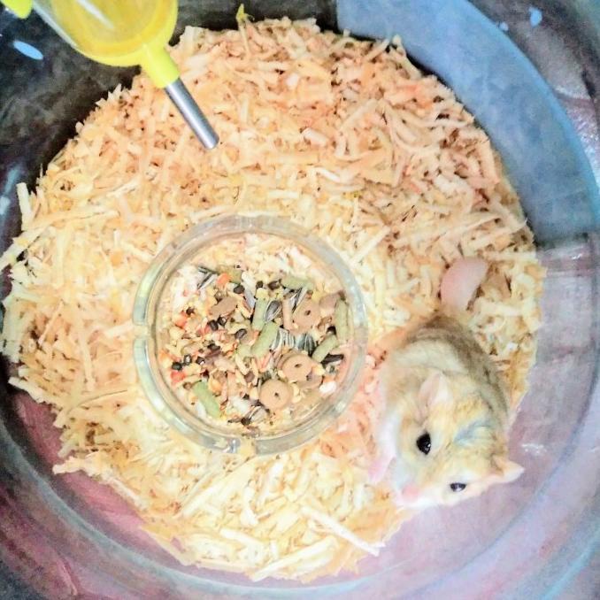 Serbuk Kayu + Fat Tail Gerbil - Jantan ---Murah---
