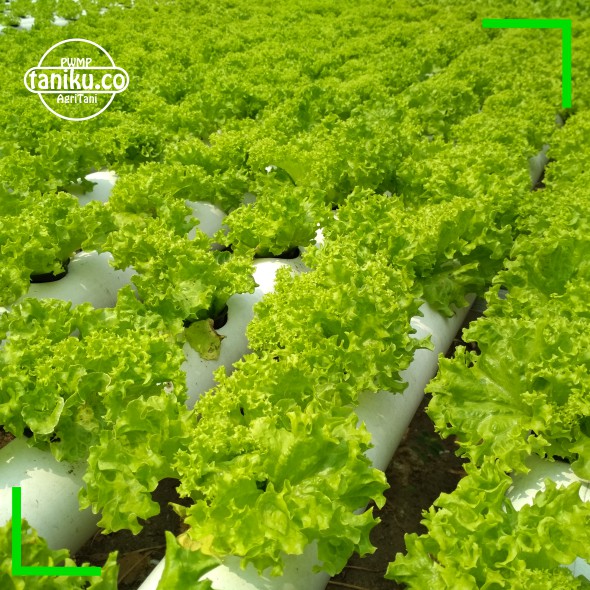 7 Paket Benih Sayuran dan Buah Buahan Kualitas Tinggi Benih Bunga Benih Buah Buahan Benih Cabe Rawit