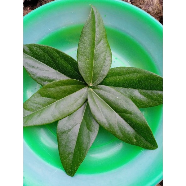 

daun cincau rambat segar 100gr