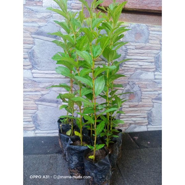 Pohon BIDARA ARAB ASLI Tinggi 40 cm  (Beli 7 gratis 1)