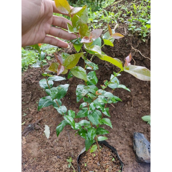 Bibit Pohon Buah Dewandaru - Bibit Dewandaru - Pohon Dewandaru pohon siyanto