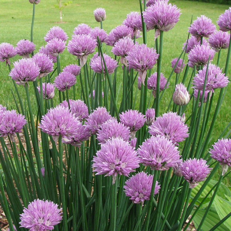 Benih-Bibit Daun Bawang Chives (Haira Seed)