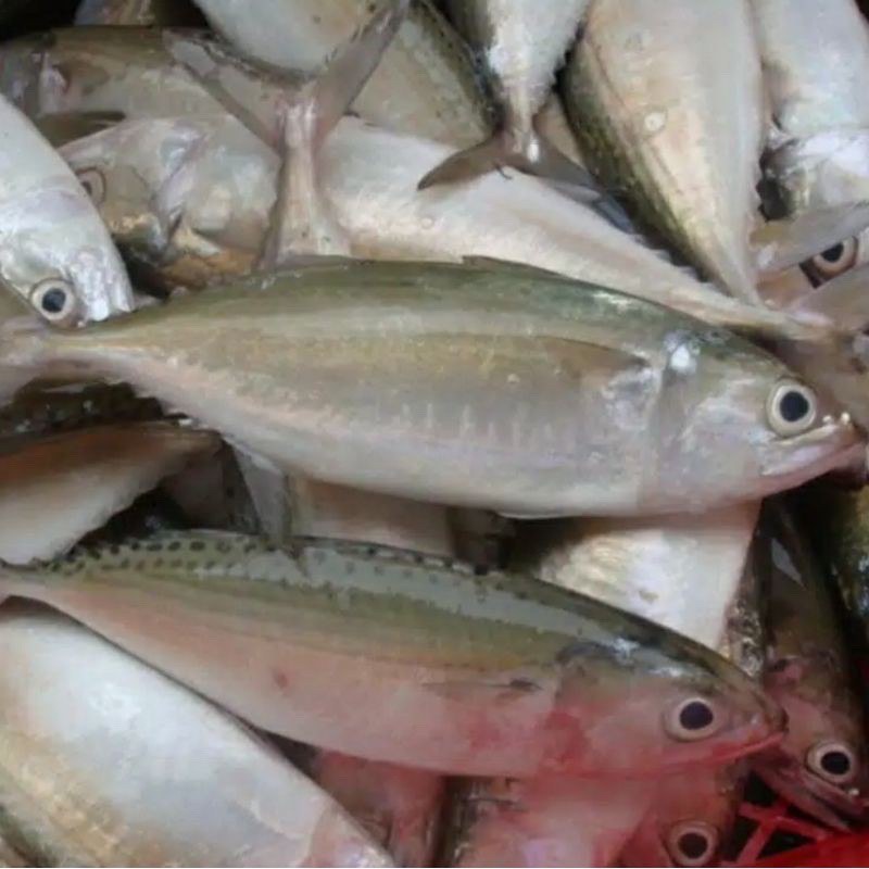 Ikan kembung Banjar Segar 500gram