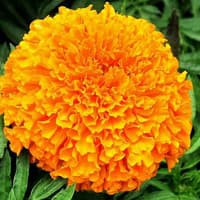 Benih Bibit Biji - Bunga Marigold (African) Crackerjack Mixed Flower Seeds - IMPORT