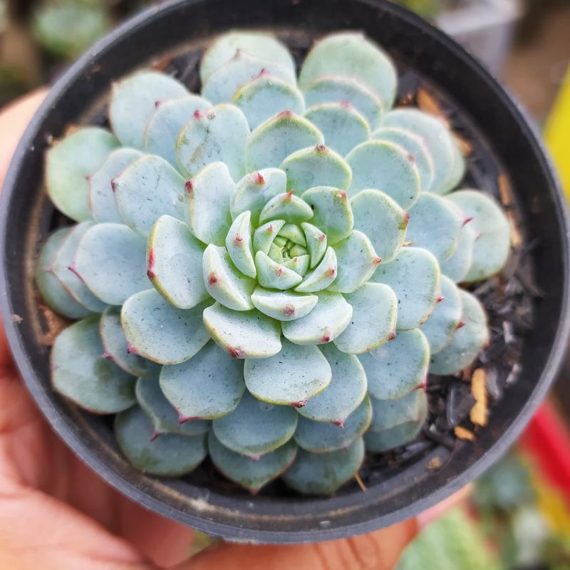 echeveria blue minima di pot 7cm
