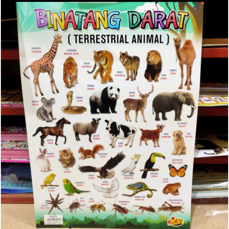 Poster hewan angka abjad / gambar hewan angka abjad perkalian pertambahan pengurangan