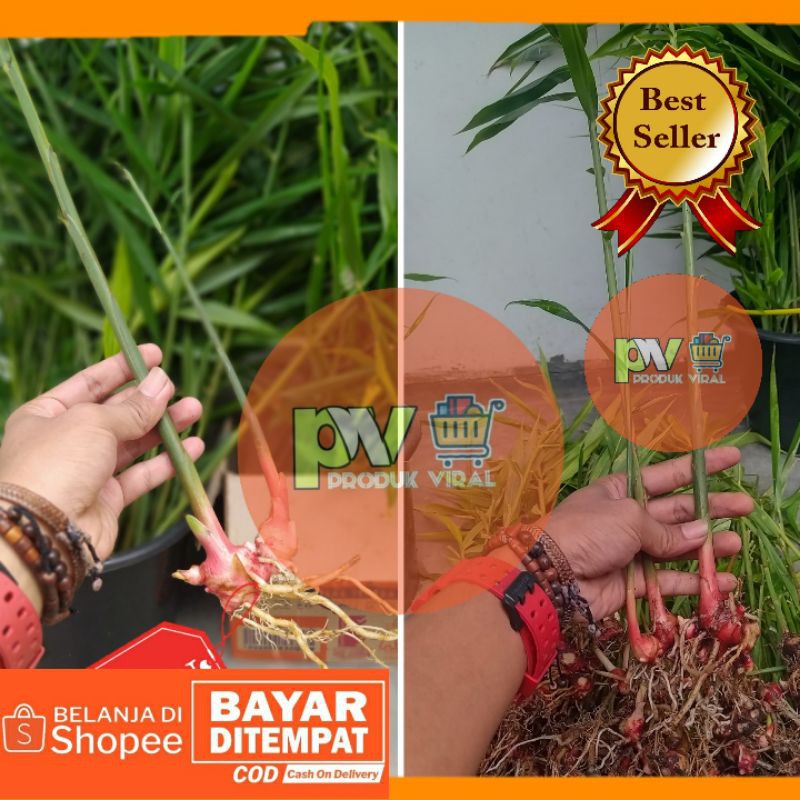 Bibit Jahe Merah Super Siap Tanam