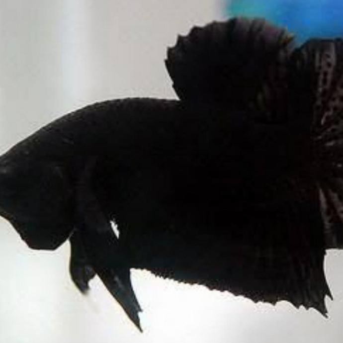 Ready Ikan Cupang Import Super Black Bagan Halfmoon Medan Aduan