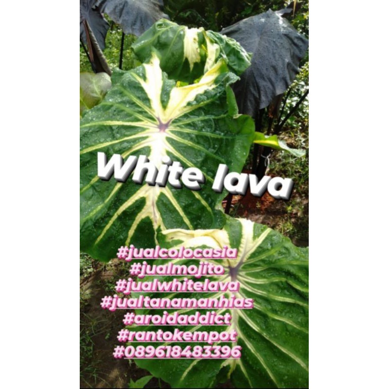 Colocasia White Lava