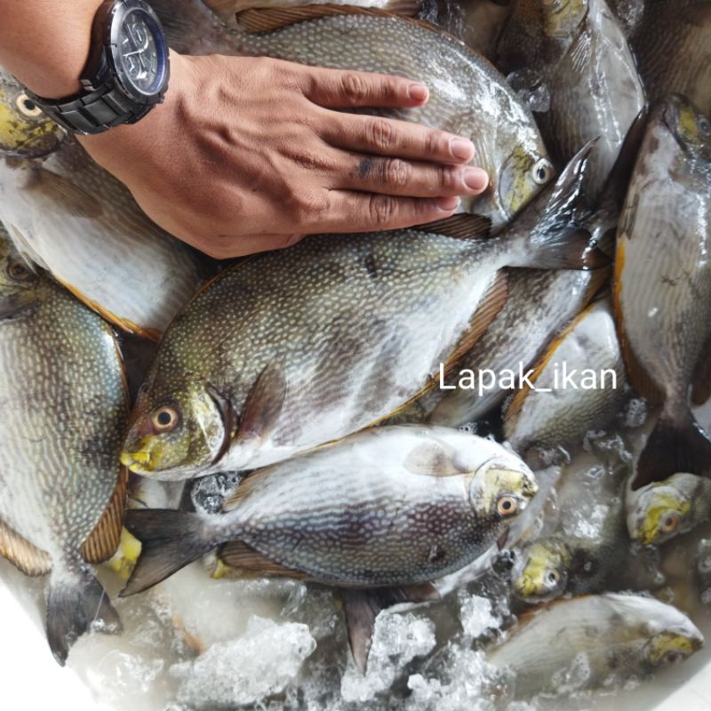 

Ikan Baronang Segar 1~Kilogram