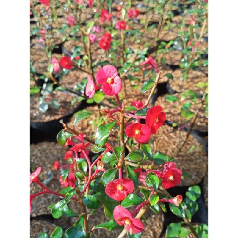 Tanaman hias Euphorbia geroldii