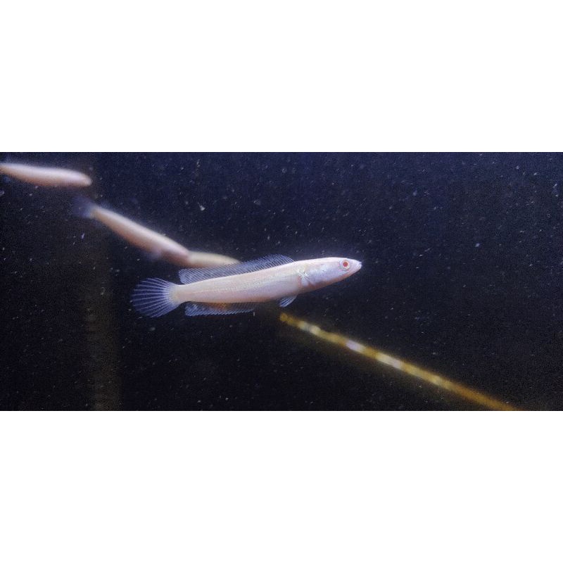 striata albino rare item