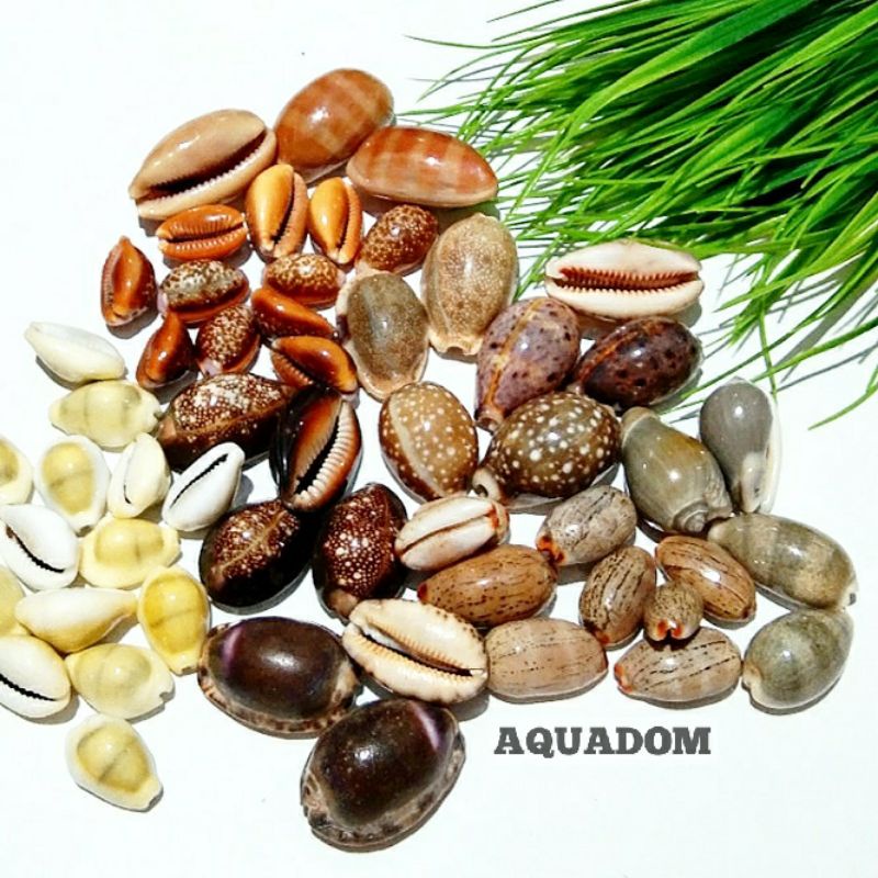 CANGKANG KERANG JENIS KUWUK DAKON KELOMANG LAUT RUMAH UMANG (SERIES 03)