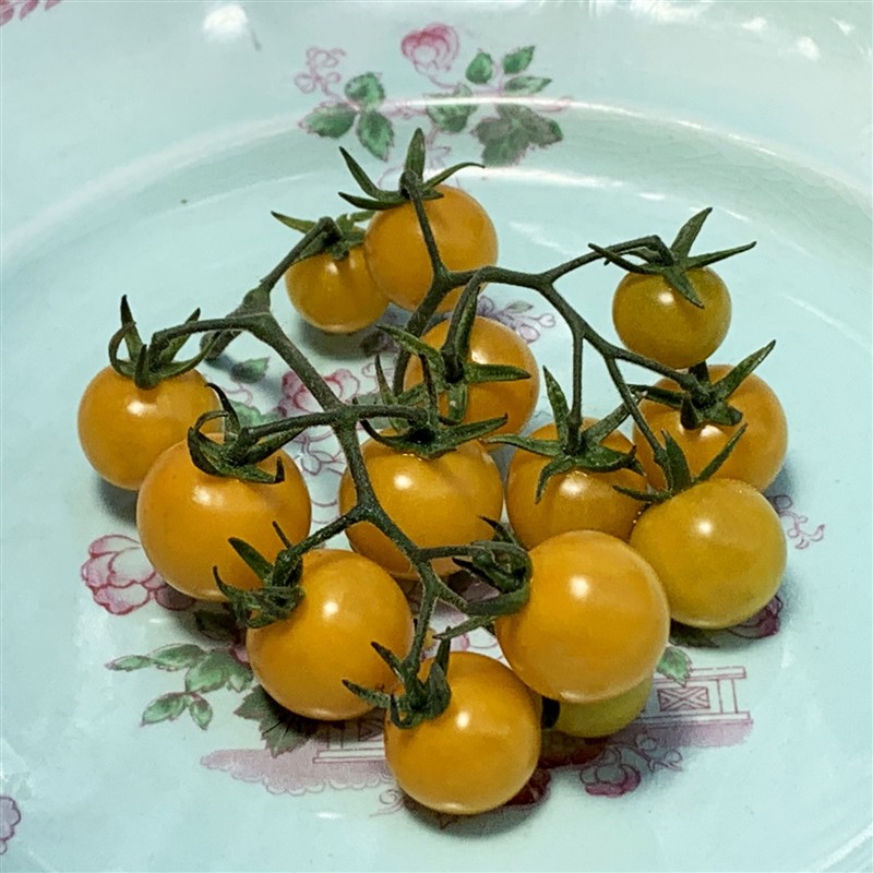 Benih Tomat Unik Yellow Cherry - Tomat Hias - Aman   Dikonsumsi - Benih Berkualitas