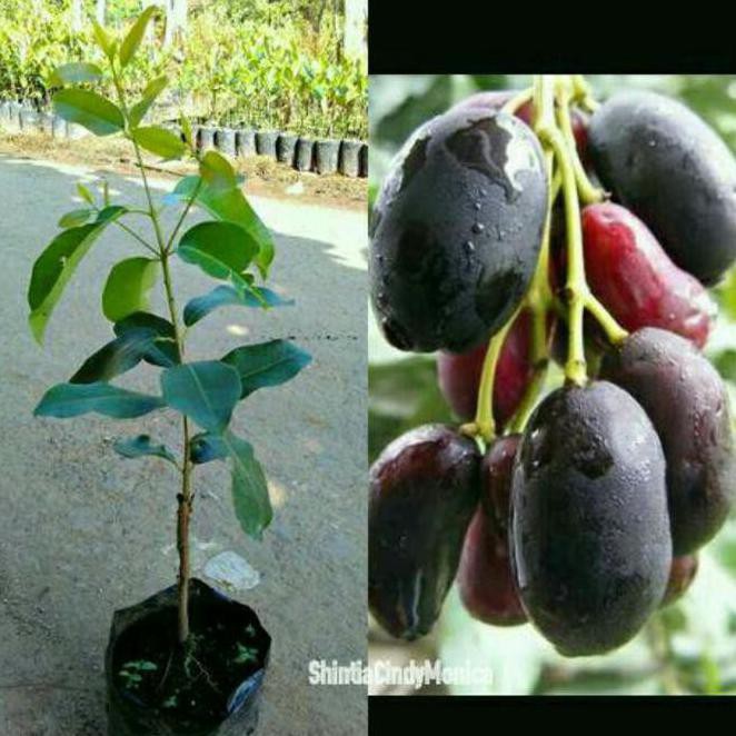 Bibit Buah Juwet Jamblang