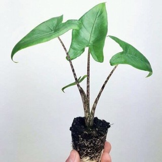 Umbi Bonggol Alocasia Zebrina Elephant Ear Shopee Indonesia