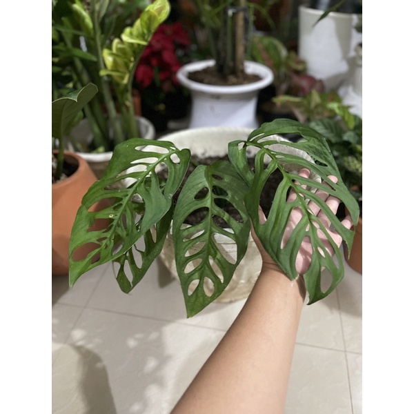 monstera obliqua