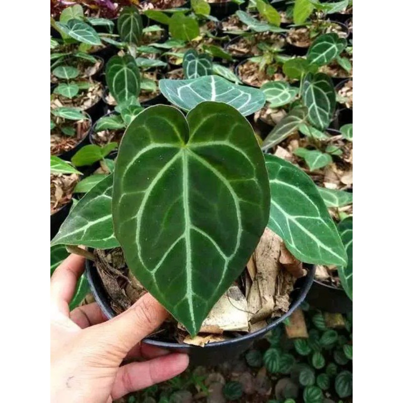 Tanaman hias kuping gajah - tanaman kuping gajah