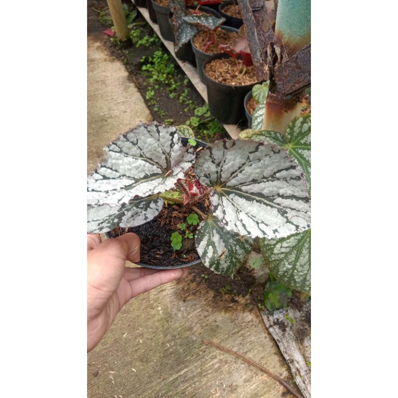 BEGONIA REX SILVER
