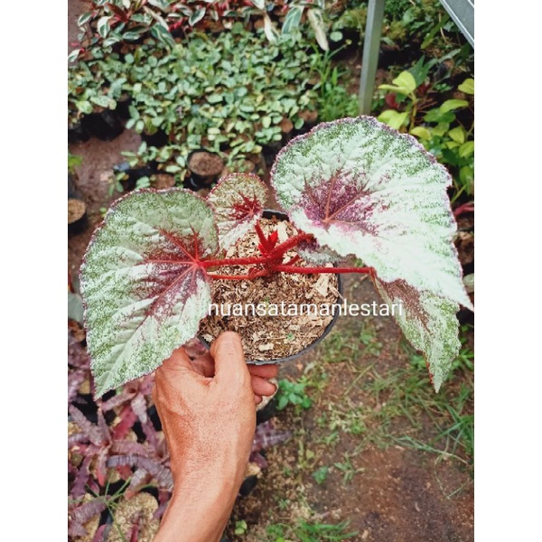 Tanaman Hias Begonia Rex Pelangi / Begonia Rex Pelangi silver
