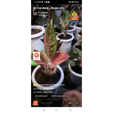 pesanan live ka @de_orange satu pot aglonema red legacy