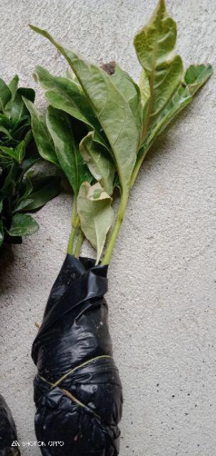 Tanaman Melati Jepang