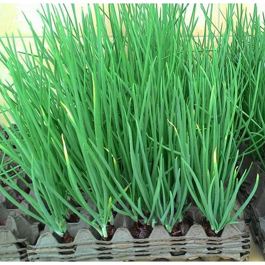 100 Benih daun Bawang Fragrant F1 known you seed bibit sayur sayuran herb