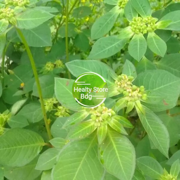 

Daun kate mas atau daun sena segar paket 1 kg