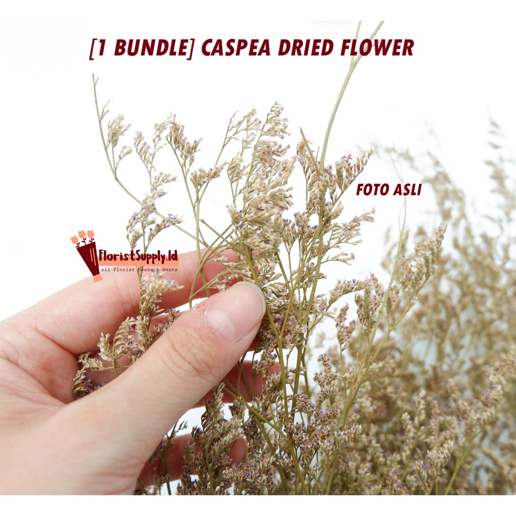 [1 Bundle] CASPEA Dried Flower Premium 50gr