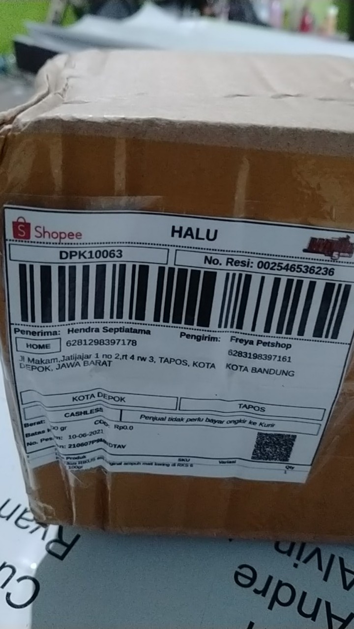 Obat Tikus Rikus Asli Original Ampuh Mati Kering Di Tempat 100gr