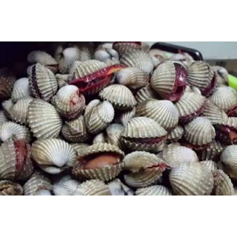 

Kerang Dara Hidup 500gr