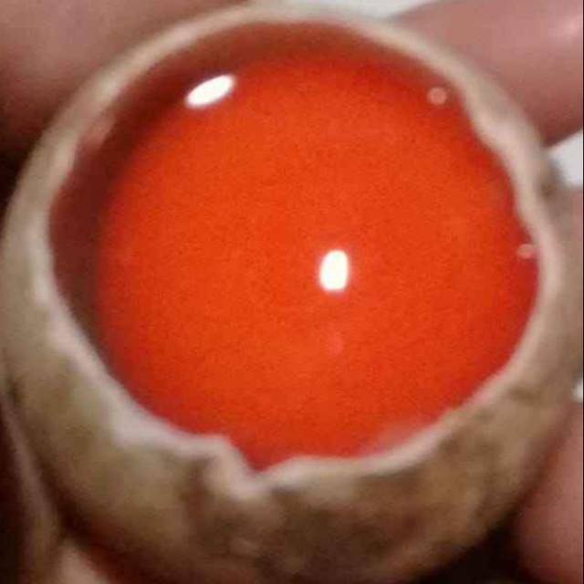 

Telur Bebek Merah