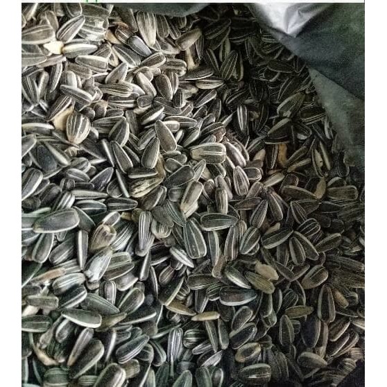 Biji Bunga Matahari Lokal Seed Bunga Matahari Benih Bunga Matahari